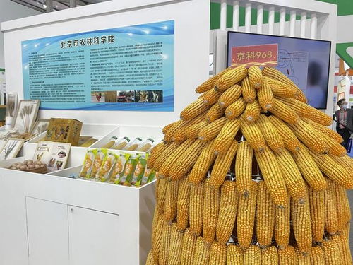 全國杰出貢獻玉米自交系發布，55個優良自交系入選飼料科