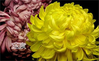 2014北京鮮花港菊花展 時(shí)間、門票、交通與活動(dòng)全攻略