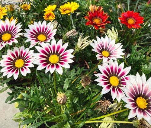 夏日賞花不止荷花 養幾盆勛章菊，花艷量多，5到12月開不停