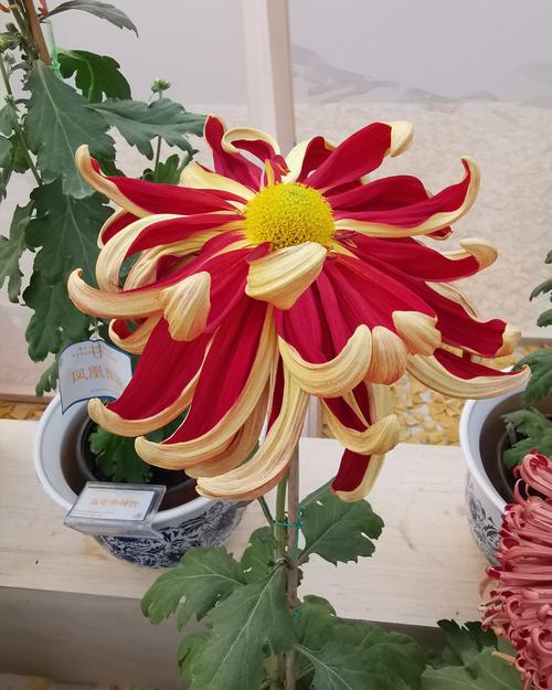 菊頌 世界花卉大觀園精品菊花展禮贊